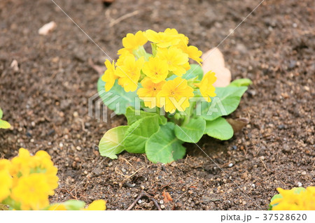 プリムラ ジュリアンの花の写真素材