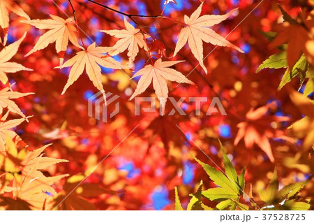 紅葉狩り 埼玉県飯能市 紅葉狩り 埼玉県飯能市 37528725