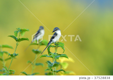 サンショウクイ サンショウクイ 37528838