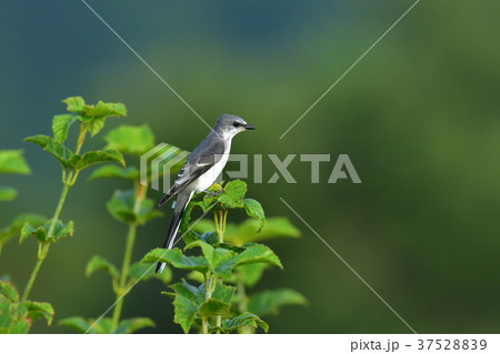 サンショウクイ サンショウクイ 37528839