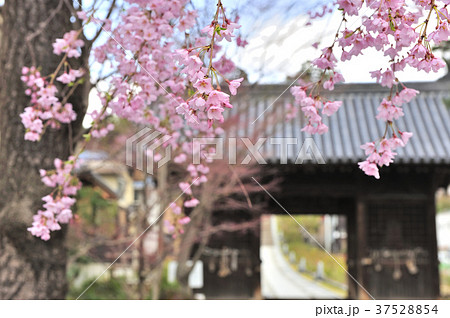 輪王寺 仁王門と桜 輪王寺 仁王門と桜 37528854