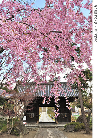 輪王寺　仁王門と桜　 37528856