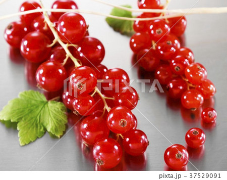 Redcurrants with leaves 37529091