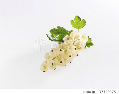 White currents with leaves White currents with leaves 37529375