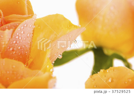 Salmon coloured rose petals with drops of water Salmon coloured rose petals with drops of water 37529525