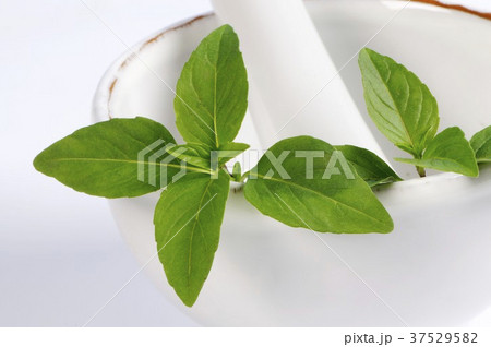 Fresh Thai basil in mortar 37529582