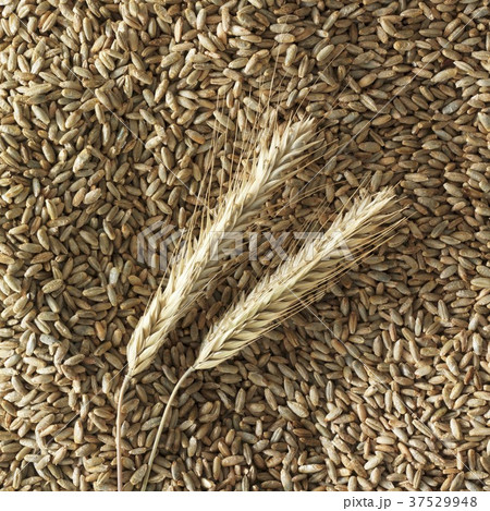 Ears of rye on rye grains Ears of rye on rye grains 37529948