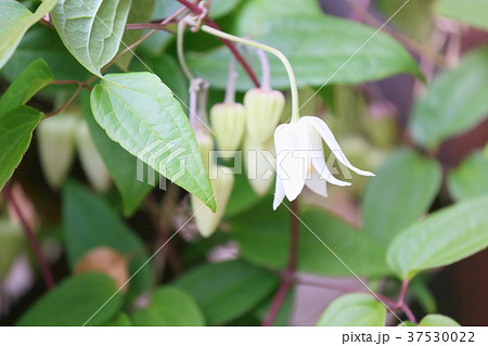 冬咲きクレマチスの花の写真素材