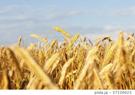 Rye field Rye field 37530023