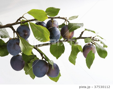 Plums on the branch 37530112