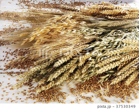 Various cereal ears (wheat, rye, oats, barley) Various cereal ears (wheat, rye, oats, barley) 37530349