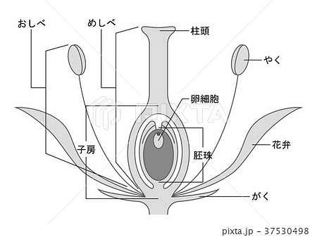 被子植物 図のイラスト素材
