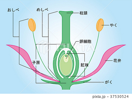 Angiosperm Figure Stock Illustration