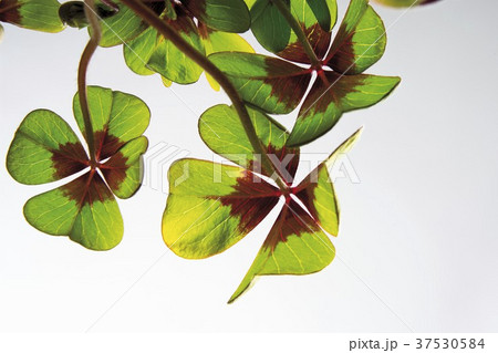 Four-leaf clover out of doors 37530584