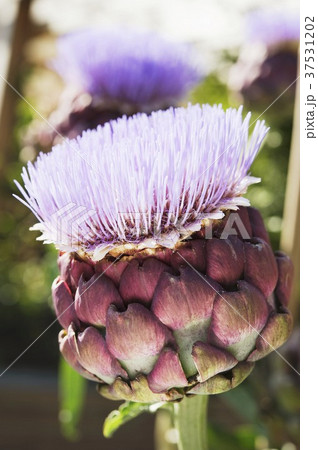 Artichoke flower 37531202