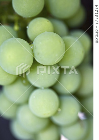 Green grapes with dew, close-up 37531224