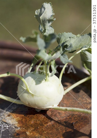 A kohlrabi with leaves 37531301