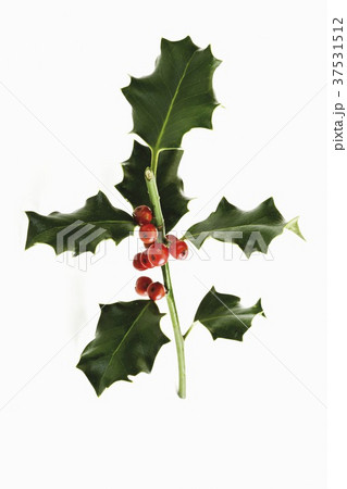 Sprig of holly with berries Sprig of holly with berries 37531512