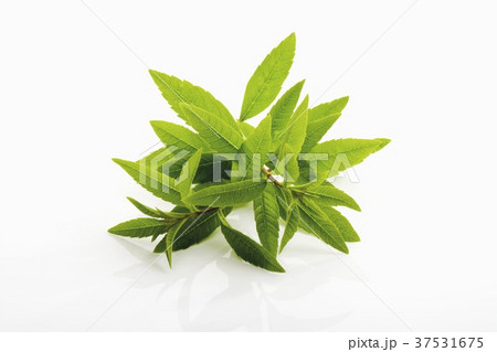 Lemon verbena 37531675