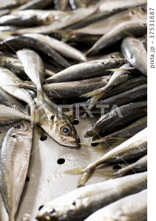 Fresh sardines 37531687