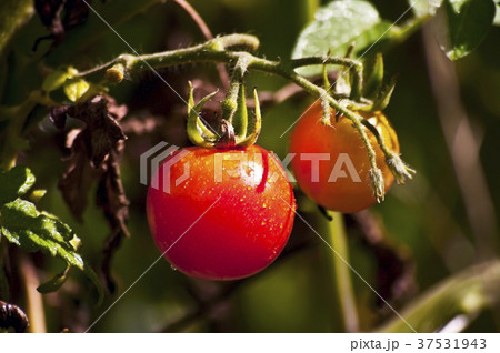 Cherry Tomatoes in the Garden Cherry Tomatoes in the Garden 37531943