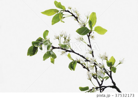 Plum blossom on branch Plum blossom on branch 37532173
