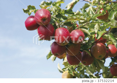 Red apples on the tree 37532214