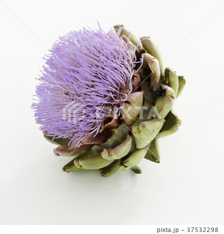 Artichoke flower Artichoke flower 37532298