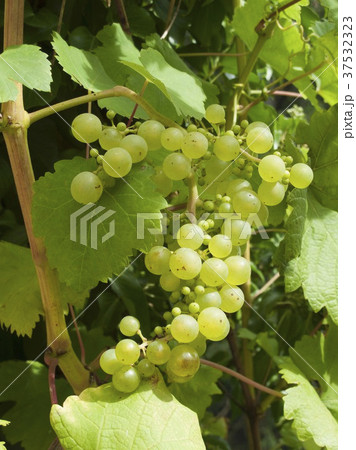 Green grapes on the vine 37532323