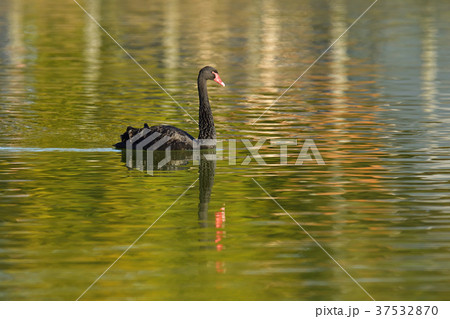 コクチョウ 37532870