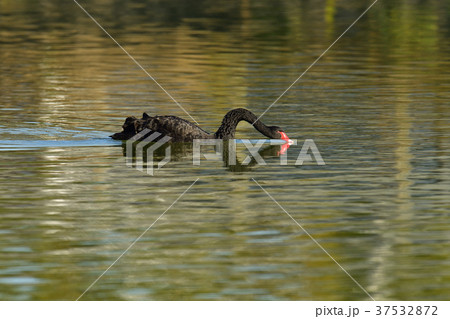 コクチョウ 37532872