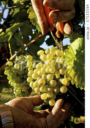 Pickling white wine grapes (variety Grüner Veltliner) Pickling white wine grapes (variety Grüner Veltliner) 37533594