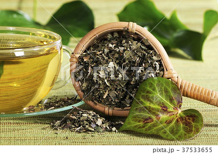 Dried ivy in tea strainer with tea Dried ivy in tea strainer with tea 37533655