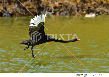 コクチョウ 37534468