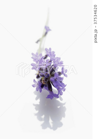 Lavender flowers 37534620
