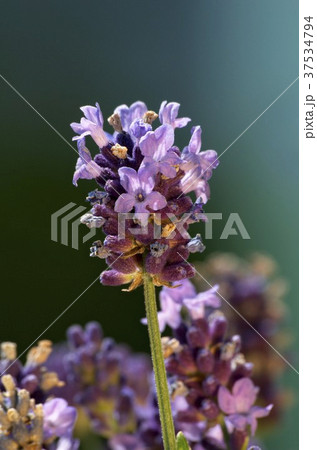 Lavender flowers (close-up) 37534794