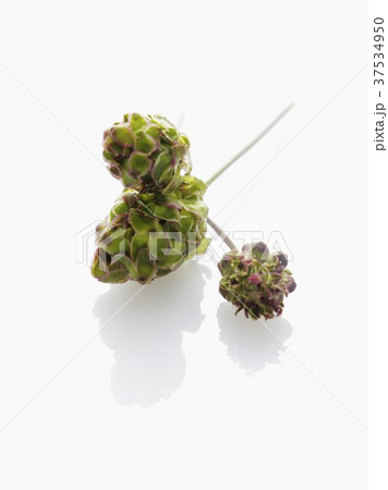 Salad burnet 37534950