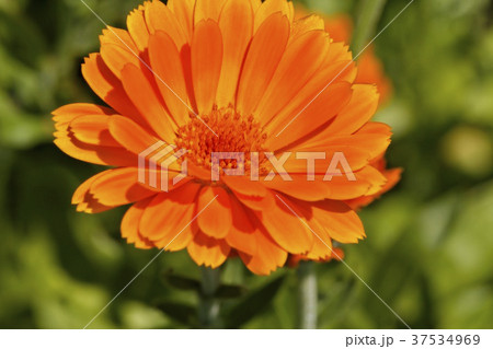 A marigold (Calendula Officinalis) 37534969