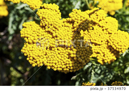 Flowering fernleaf yarrow (Achillea Filipendulina) Flowering fernleaf yarrow (Achillea Filipendulina) 37534970