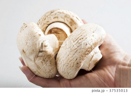 Hand holding large mushrooms 37535013