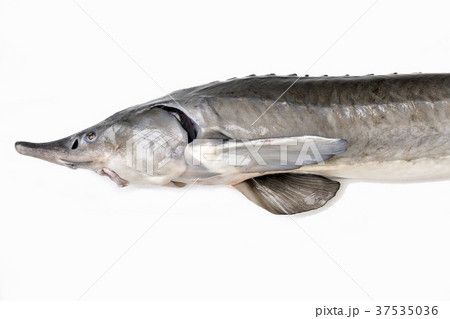 A fresh sturgeon A fresh sturgeon 37535036