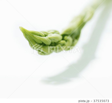 An asparagus tip An asparagus tip 37535073