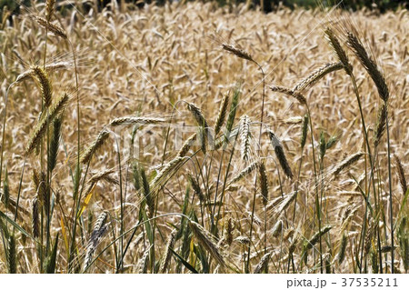 Winter rye Winter rye 37535211