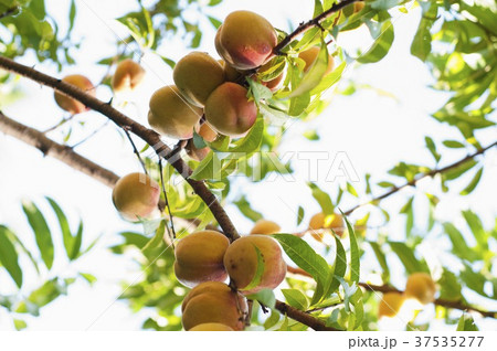 Peaches on the tree 37535277