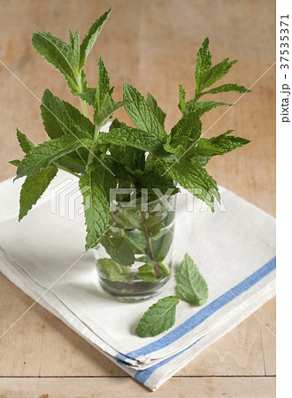 Fresh Mint from a Maine Garden in a Glass of Water 37535371