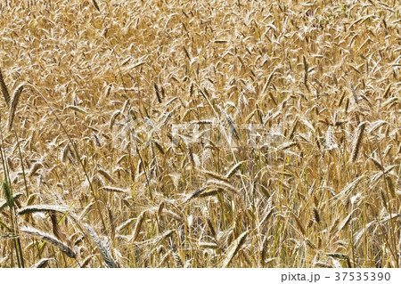 Winter rye Winter rye 37535390