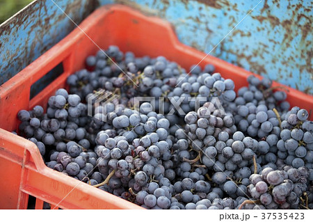 Red grapes in a plastic crate 37535423