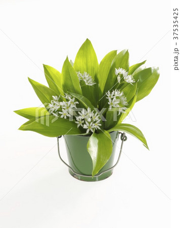 A bunch of ramsons in a bucket 37535425