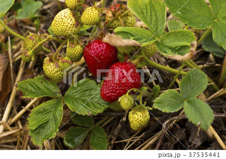 Strawberries Growing Outdoors 37535441