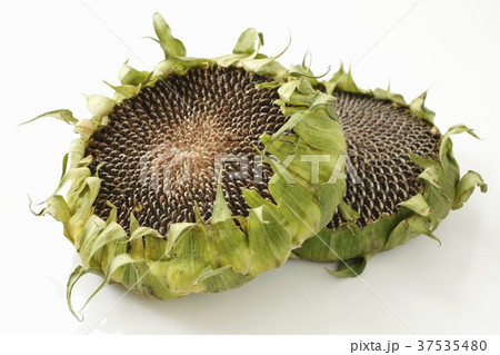 Two dried sunflowers Two dried sunflowers 37535480